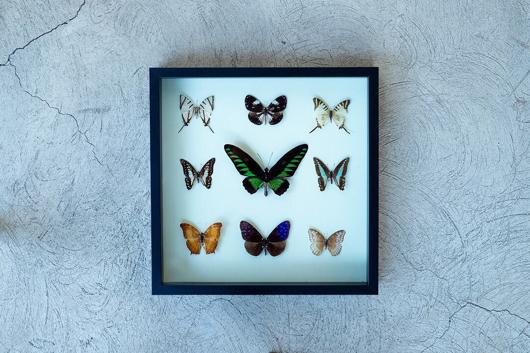 Butterfly specimens