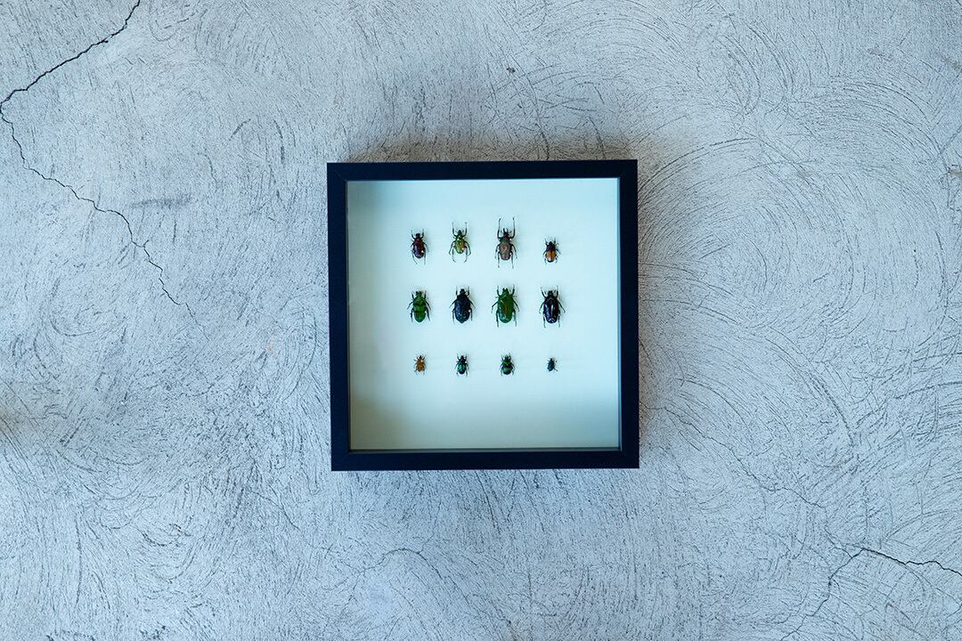 A specimen of a scarab beetle