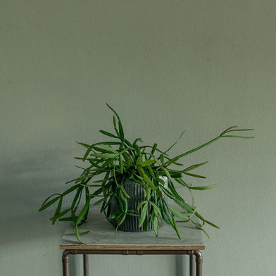 Rhipsalis rauhihorum in a cement pot