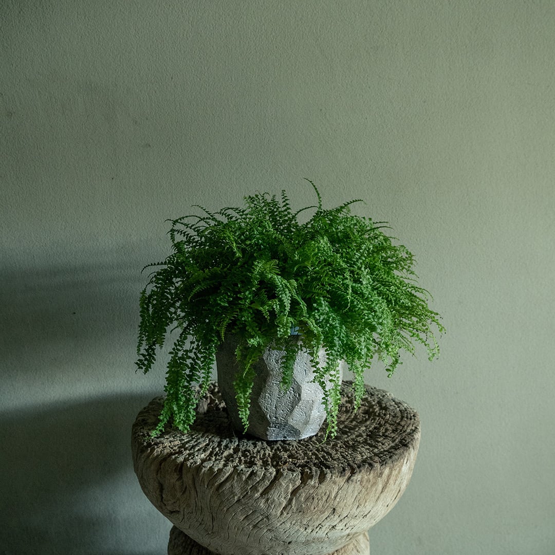 Japanese zelkova/Cement pot