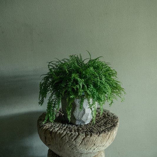 Japanese zelkova/Cement pot