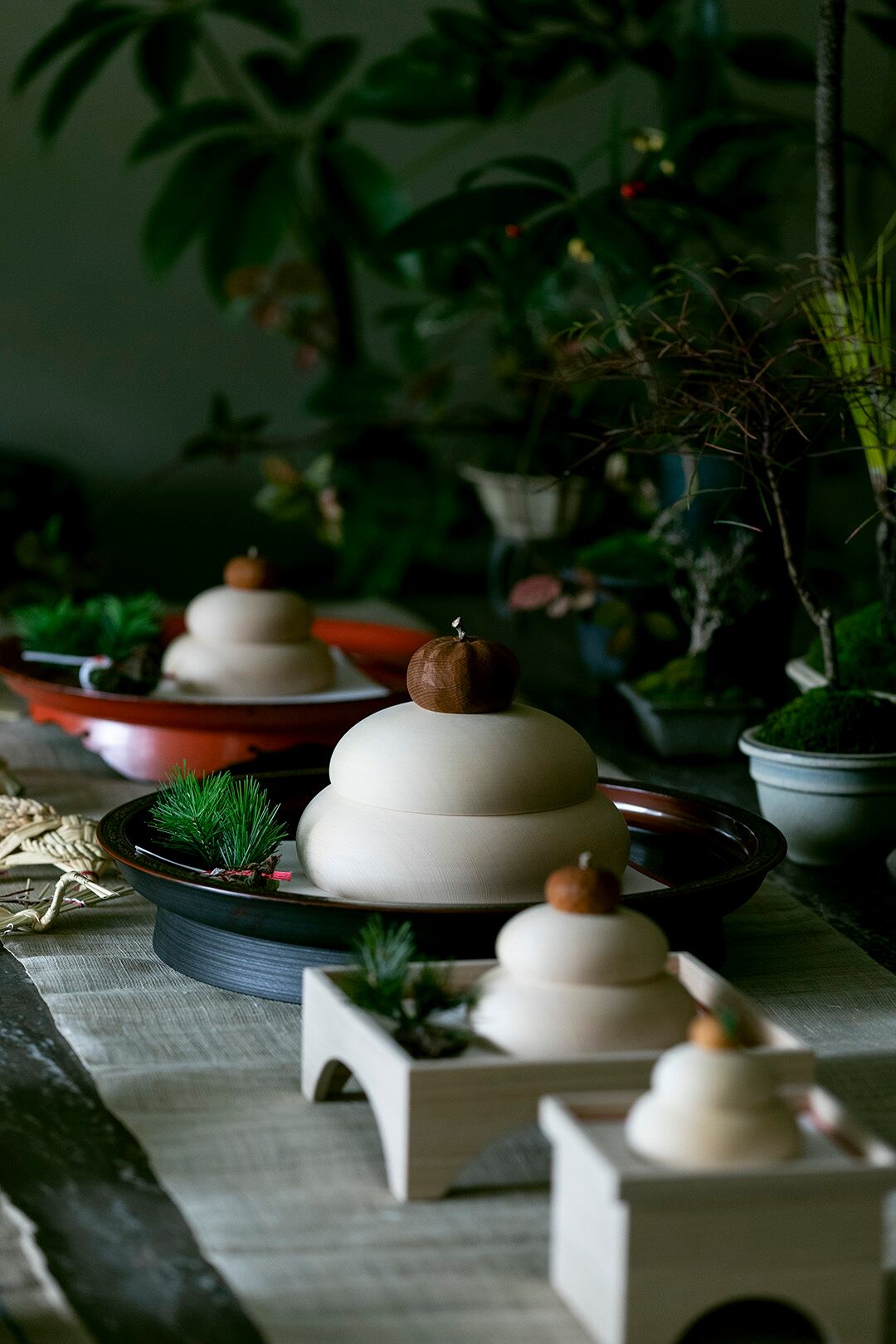 Horaimatsu decoration, rooted pine (with outer box)