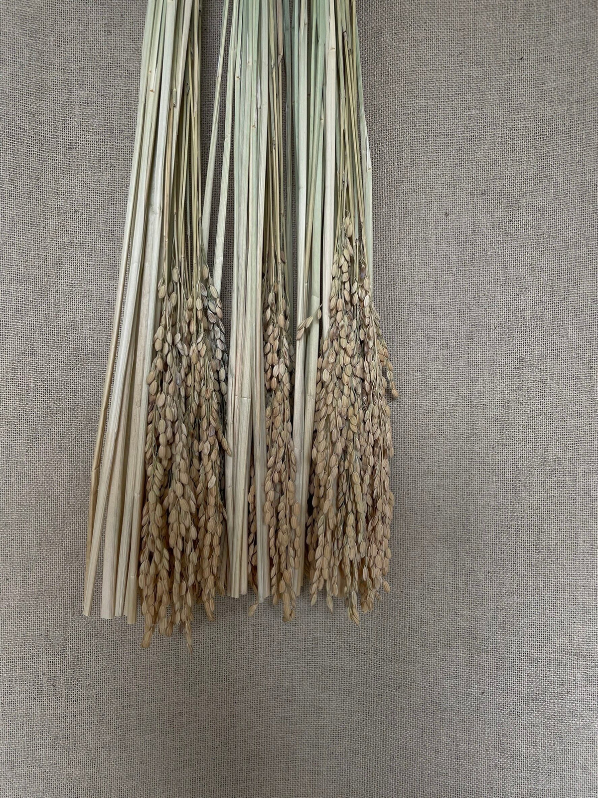 New Year's rope decoration, hoju-musubi (box included)