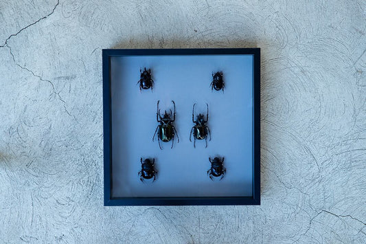 カブトムシの標本